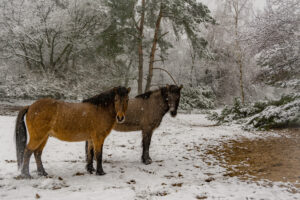 024-2016-02-14 Arnhem eo