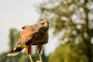 024-2016-08-27 Roofvogels
