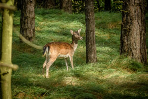 024-2017-10-08 Amsterdamse Waterleiding Duinen