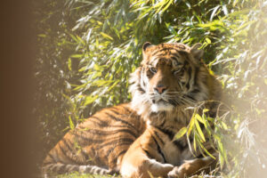 025-2016-02-28 Dierentuin