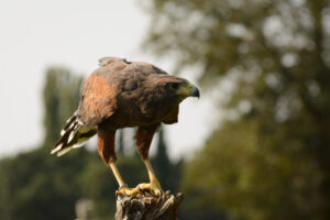 025-2016-08-27 Roofvogels