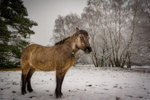 026-2016-02-14 Arnhem eo