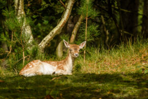 026-2017-10-08 Amsterdamse Waterleiding Duinen