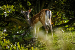 028-2017-10-08 Amsterdamse Waterleiding Duinen