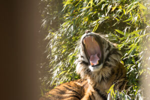 029-2016-02-28 Dierentuin