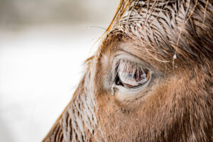 031-2016-02-14 Arnhem eo