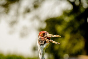 031-2016-08-27 Roofvogels