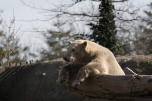 032-2016-02-28 Dierentuin