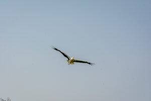 032-2016-08-27 Roofvogels