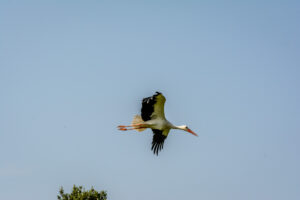 033-2016-08-27 Roofvogels