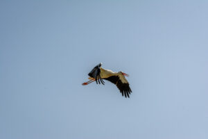 034-2016-08-27 Roofvogels