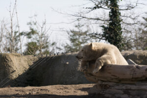 035-2016-02-28 Dierentuin