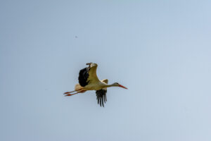 035-2016-08-27 Roofvogels