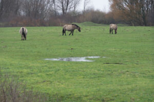 037-2016-01-09 Landtong Rozenburg