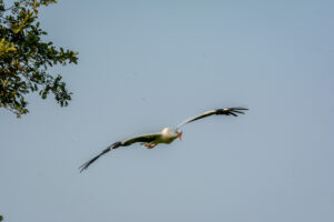 037-2016-08-27 Roofvogels