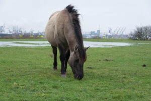 038-2016-01-09 Landtong Rozenburg