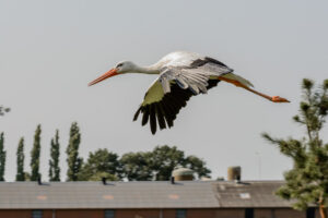 039-2016-08-27 Roofvogels