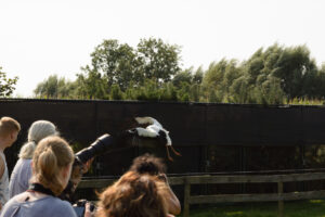 040-2016-08-27 Roofvogels
