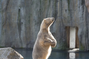 042-2016-02-28 Dierentuin