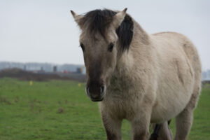 051-2016-01-09 Landtong Rozenburg