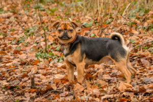 057-2017-02-04 Puppies op visite