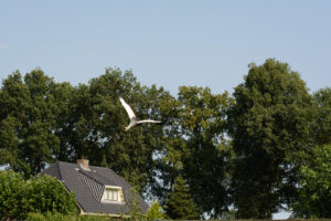 058-2016-08-27 Roofvogels