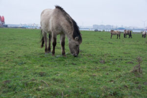 060-2016-01-09 Landtong Rozenburg