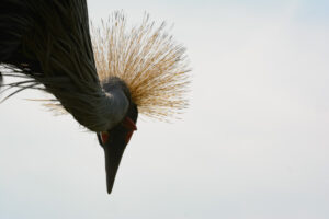 060-2016-08-27 Roofvogels