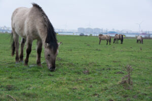 061-2016-01-09 Landtong Rozenburg