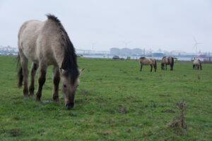 062-2016-01-09 Landtong Rozenburg