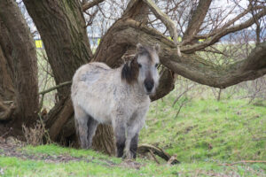 063-2016-01-09 Landtong Rozenburg