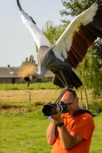 064-2016-08-27 Roofvogels