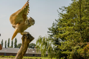067-2016-08-27 Roofvogels