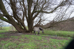 068-2016-01-09 Landtong Rozenburg