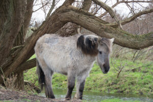 070-2016-01-09 Landtong Rozenburg