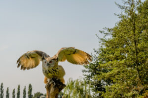070-2016-08-27 Roofvogels