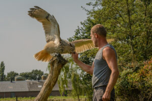 072-2016-08-27 Roofvogels