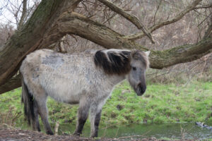 074-2016-01-09 Landtong Rozenburg