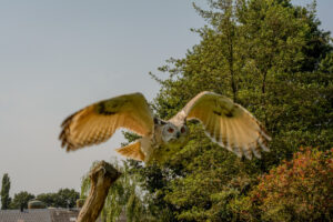 075-2016-08-27 Roofvogels