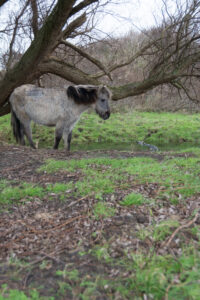 076-2016-01-09 Landtong Rozenburg