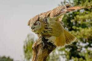 076-2016-08-27 Roofvogels