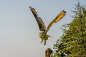 077-2016-08-27 Roofvogels