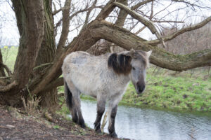 078-2016-01-09 Landtong Rozenburg