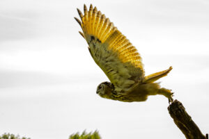080-2016-08-27 Roofvogels