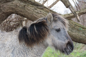 081-2016-01-09 Landtong Rozenburg