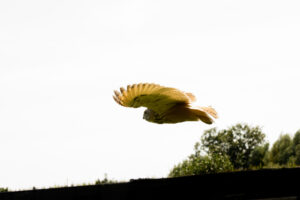 081-2016-08-27 Roofvogels