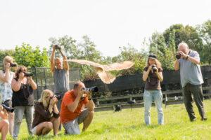 082-2016-08-27 Roofvogels