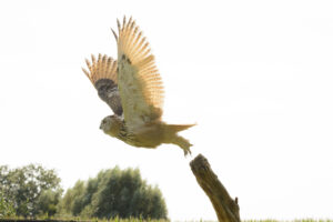 083-2016-08-27 Roofvogels