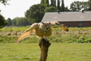 084-2016-08-27 Roofvogels