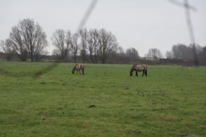 085-2016-01-09 Landtong Rozenburg